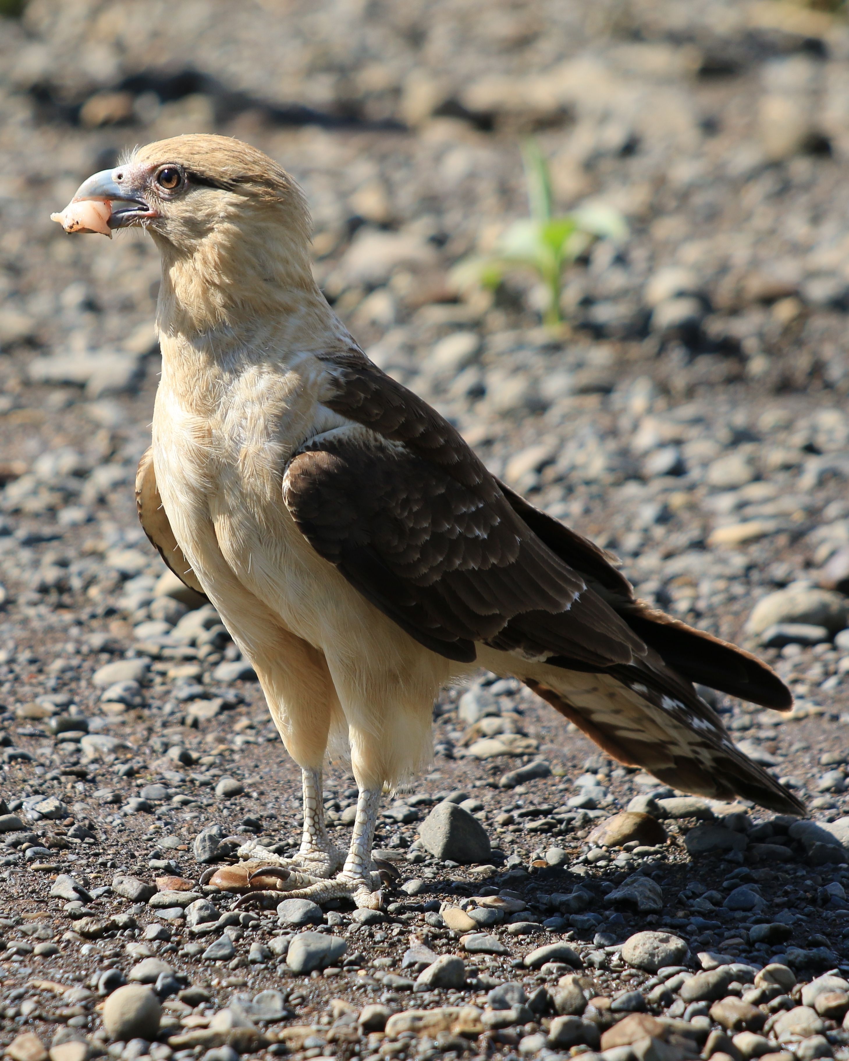 Costa Rica